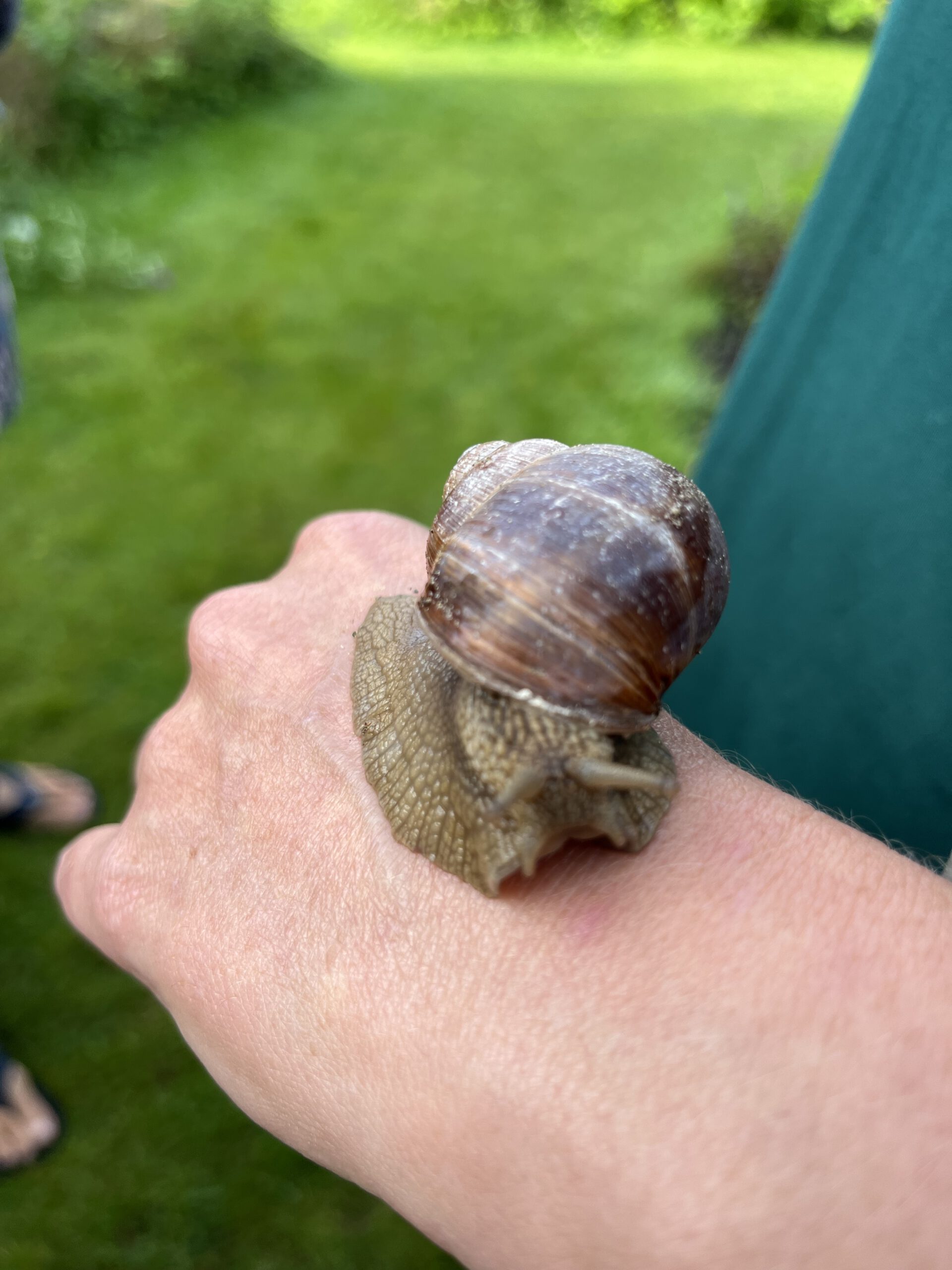 De segrijnslak (Cornu aspersum) De Herborist van Aalden 