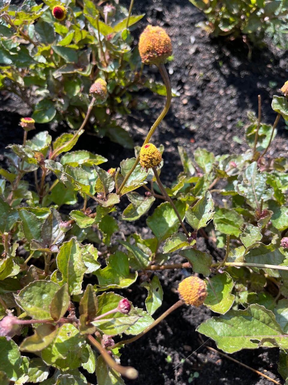 Spilanthes / ABC Kruid ofwel Champgnekruid