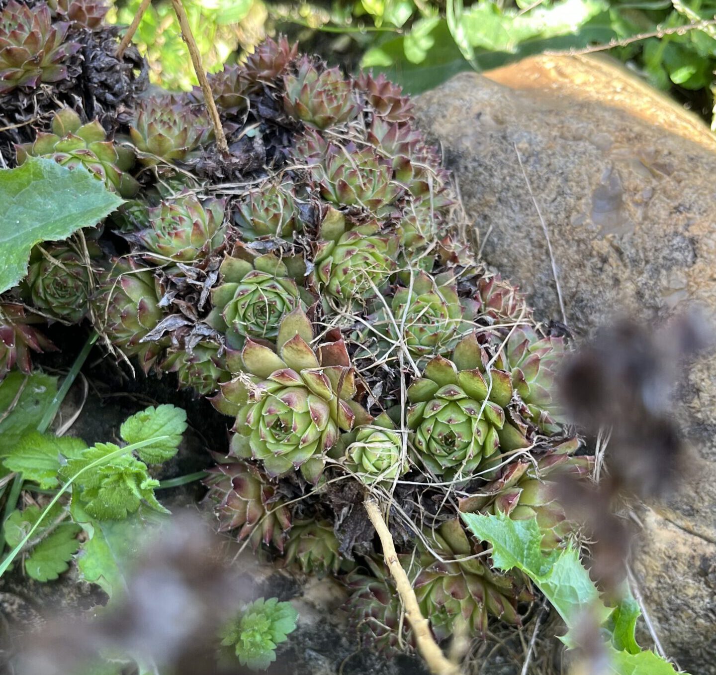 De Herborist van Aalden. Donderblad. Sempervivum Tectorum