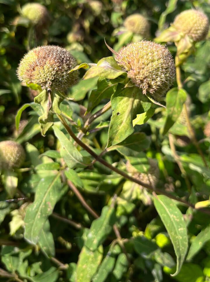 De Herborist van Aalden. In de tuin van De Sprenk. Monarda Didyma (Bergamot).