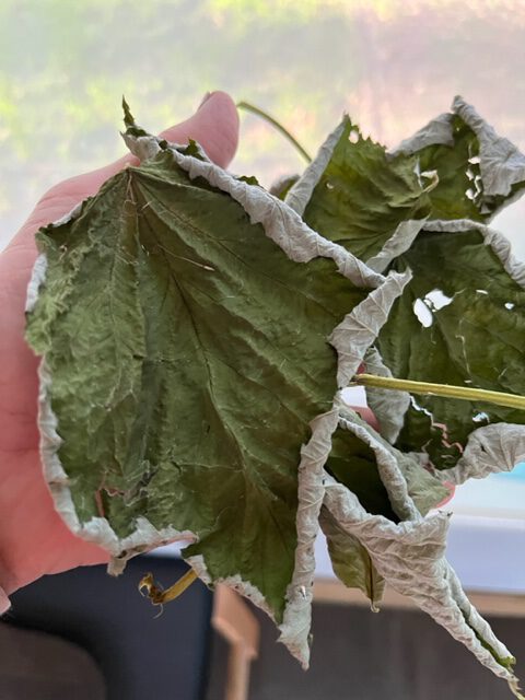 GELE FRAMBOOS in mijn droogkast De Herborist van Aalden