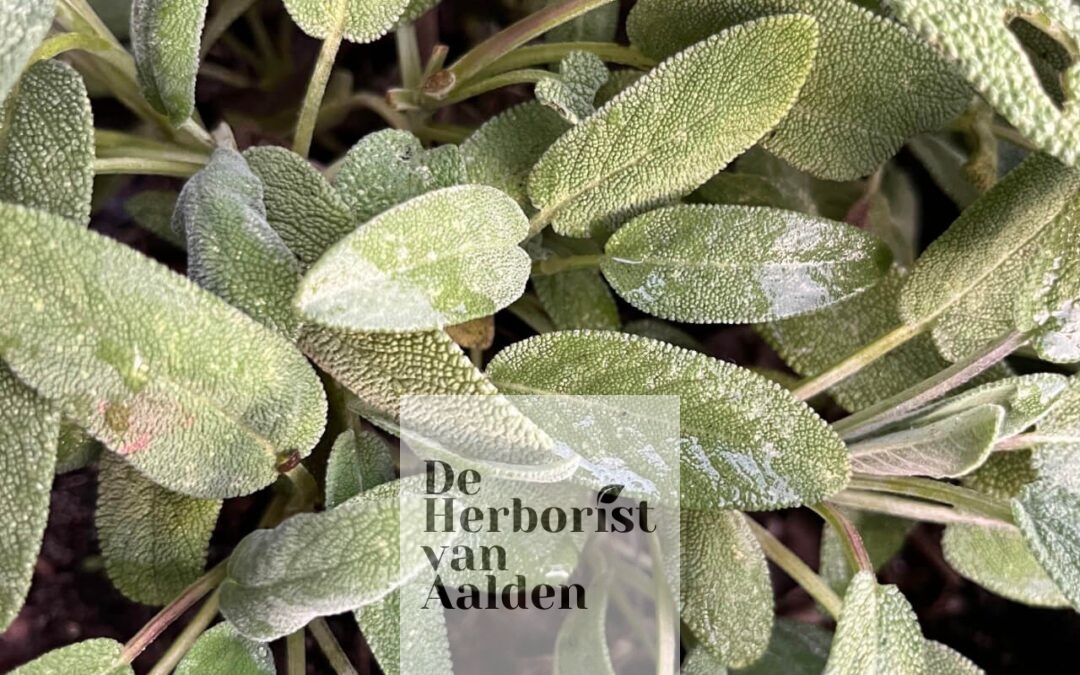 Verse kruidentheeën (infusies) proeven