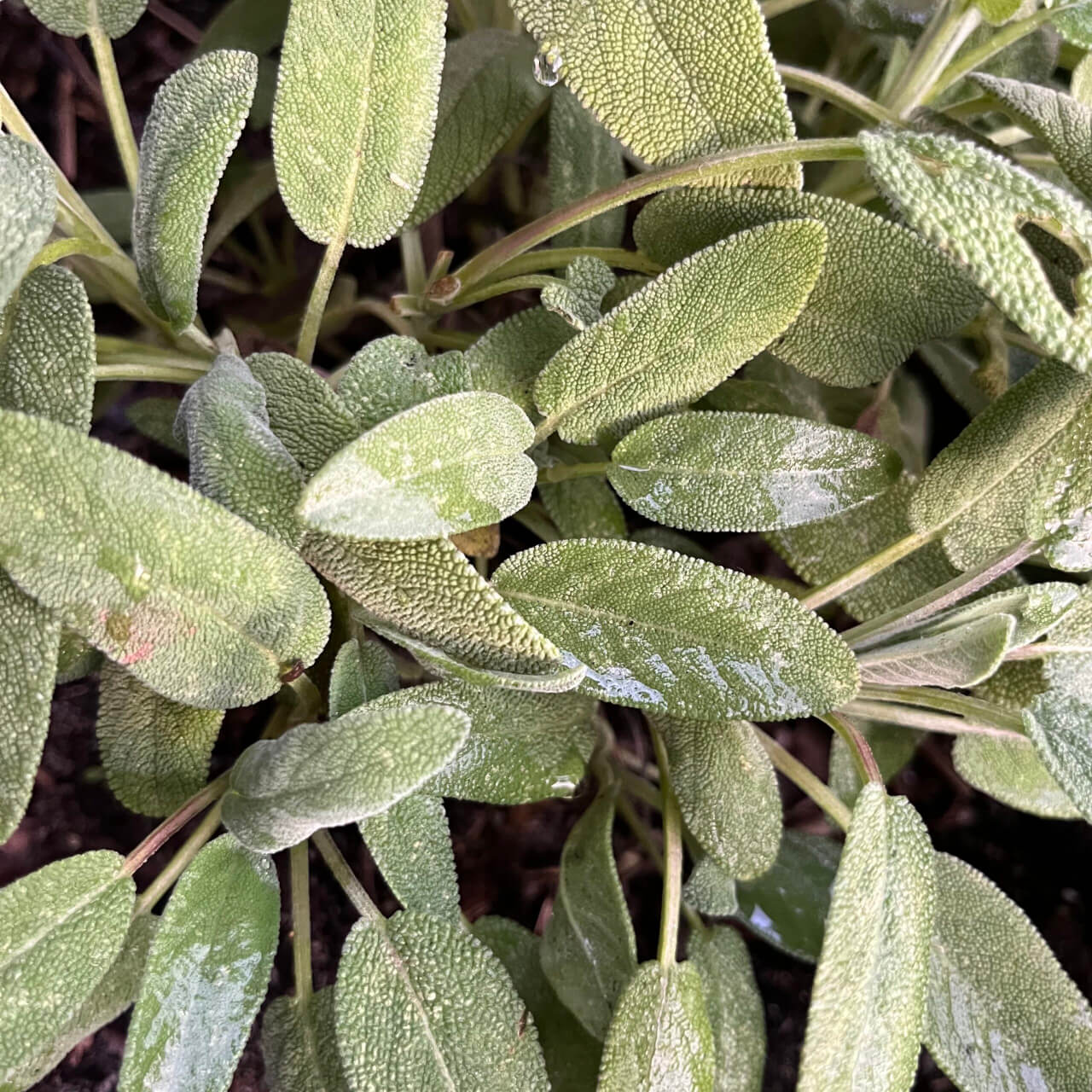 Salvia officinalis uit mijn tuin. De Herborist van Aalden