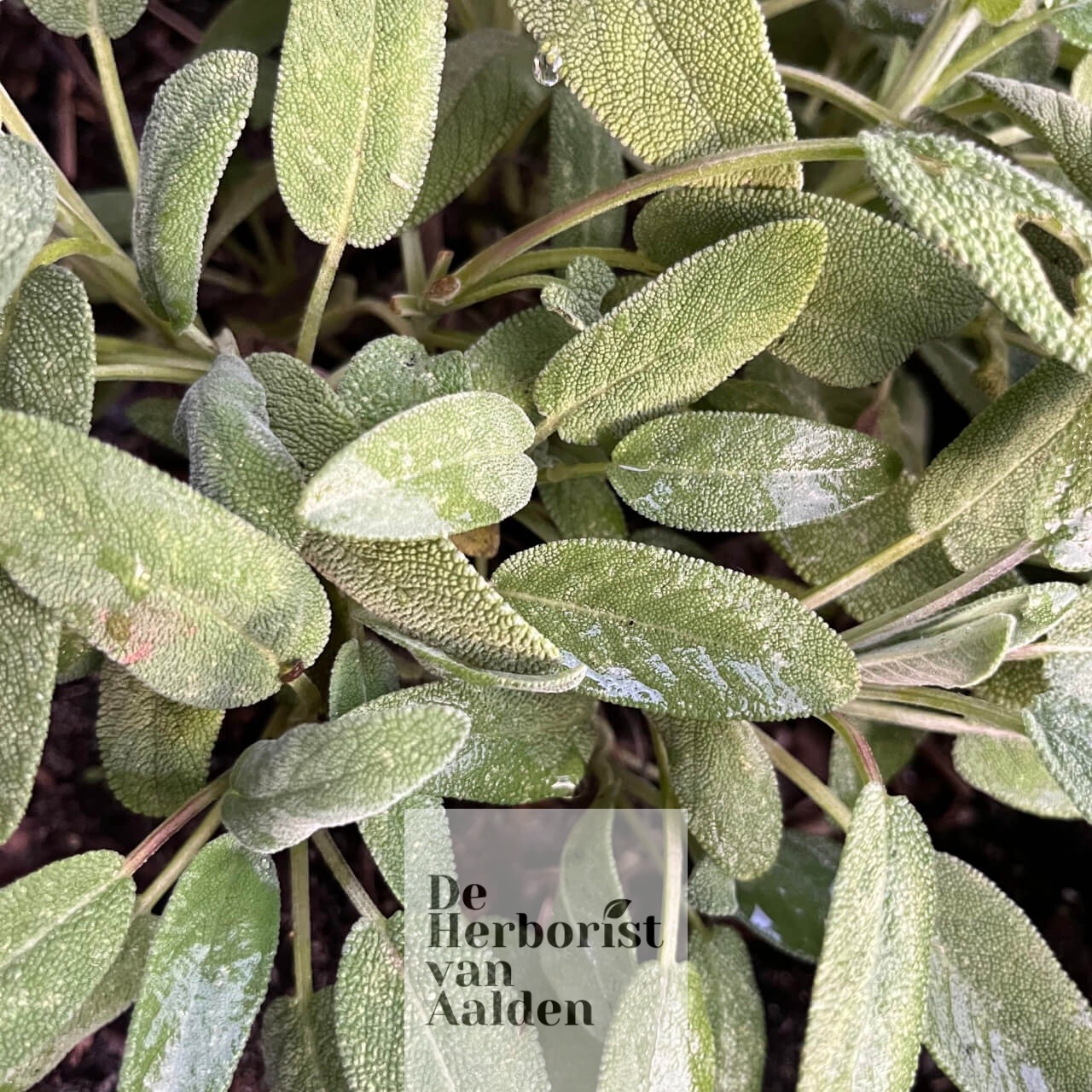 Salvia officinalis uit mijn tuin. De Herborist van Aalden