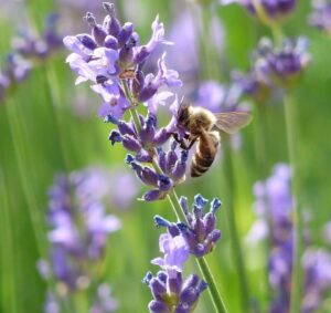 De Herborist van Aalden, Kim Voets. Lavendel (Lavandula angustifolia)