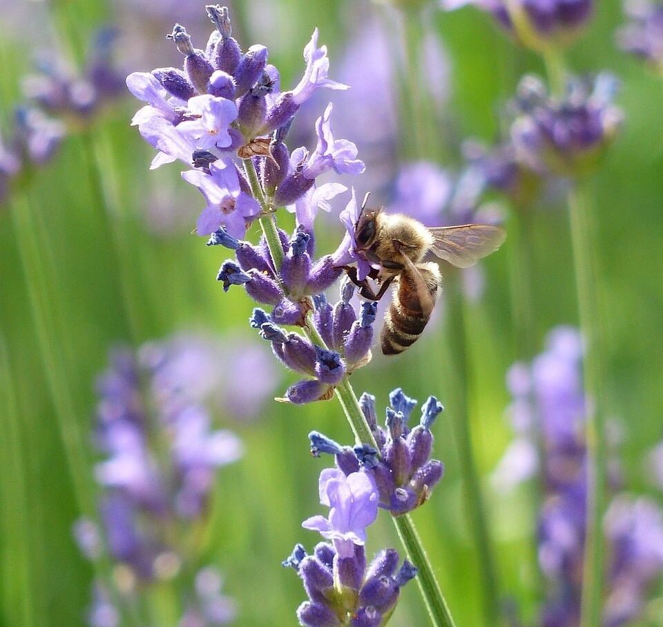 De Herborist van Aalden, Kim Voets. Lavendel (Lavandula angustifolia)