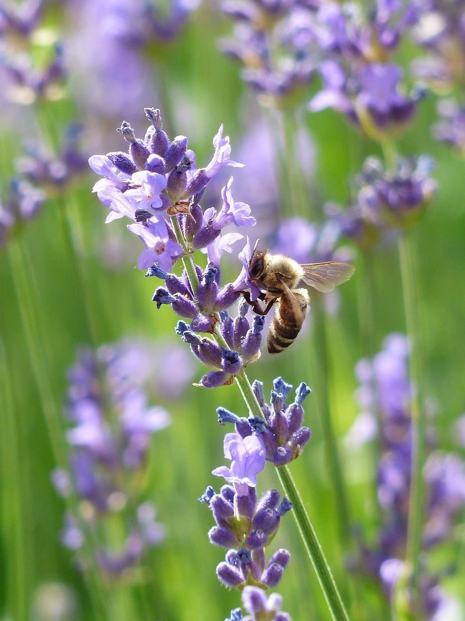 De Herborist van Aalden, Kim Voets. Lavendel (Lavandula angustifolia) 