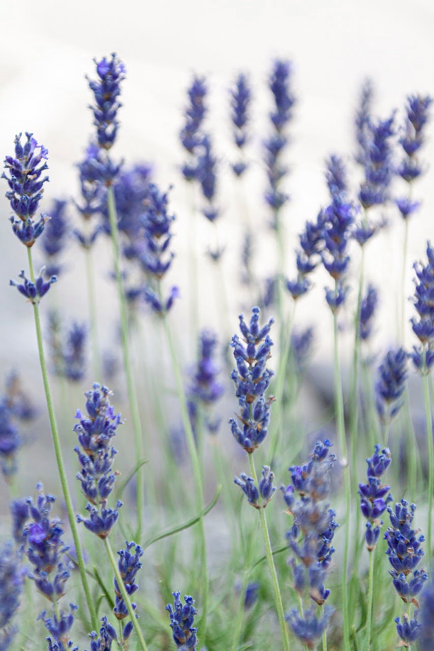 De Herborist van Aalden, Kim Voets. Lavendel (Lavandula angustifolia) plukken voor kruidenthee