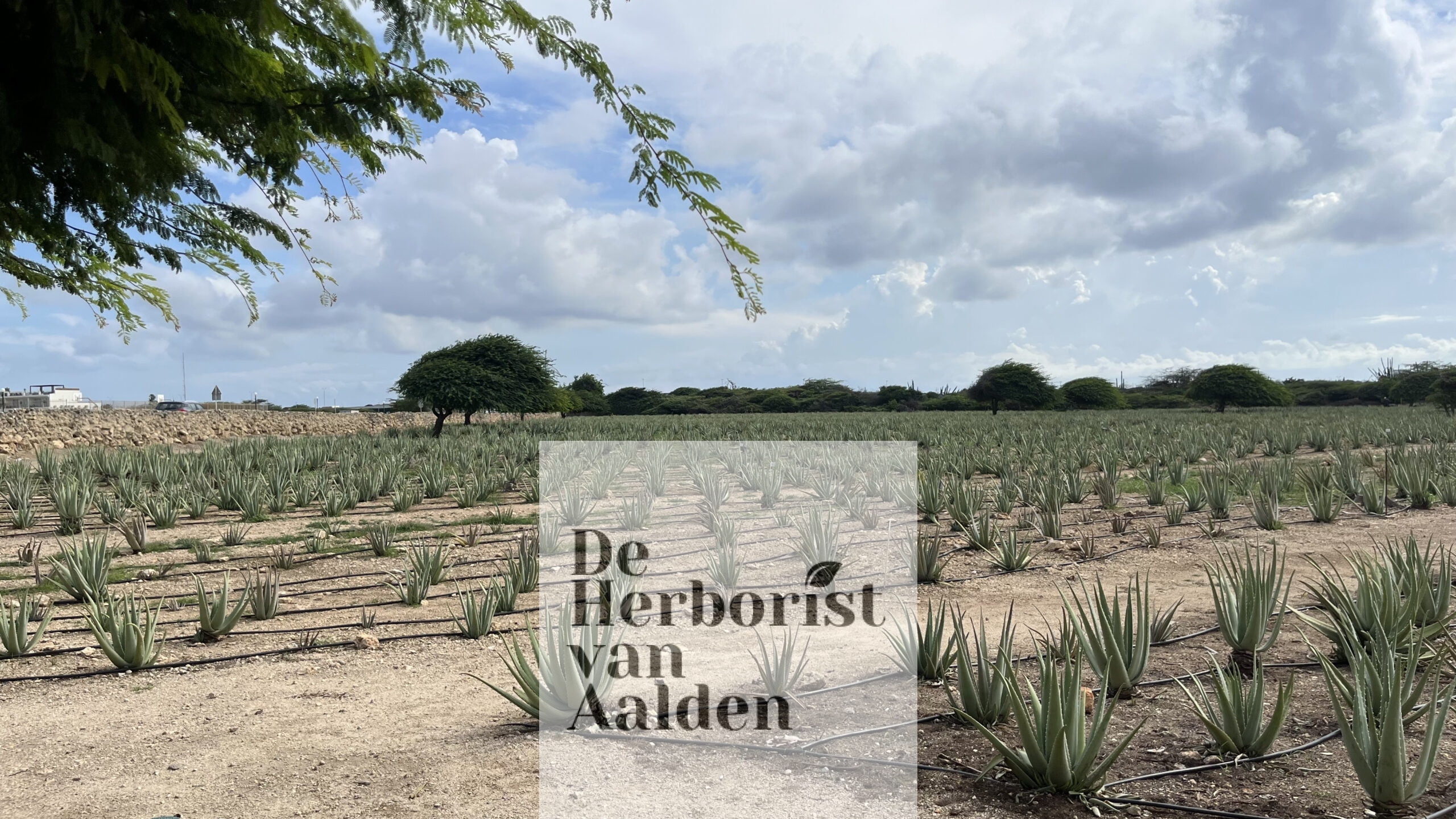 ARUBA ALOE PLANTAGE. De Herborist van Aalden