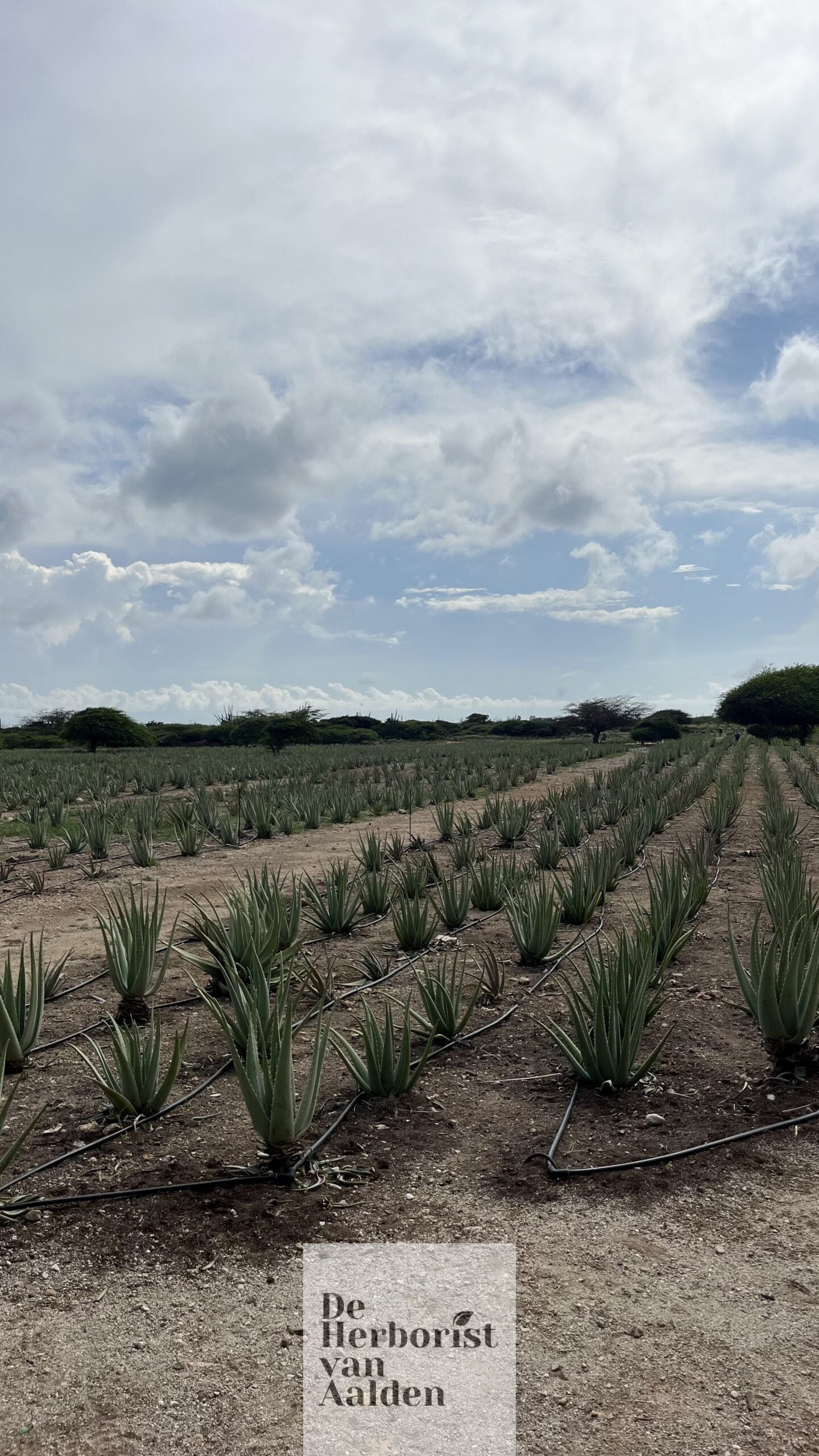 De Herborist van Aalden. We are Aloe, Royal Aloe Aruba