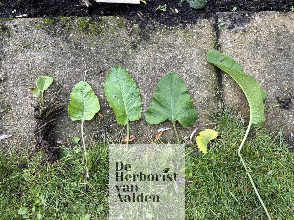 De Herborist van Aalden. vlnr: Smeerwortel, mierik,ridderzuring, groter klit en smeerwortel