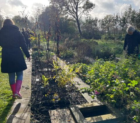 De herborist van Aalden. De Herboristentuin van Kruidencentrum de Sprenk. Het bijwerken van de tuin op stagedag 3. Nov 2023