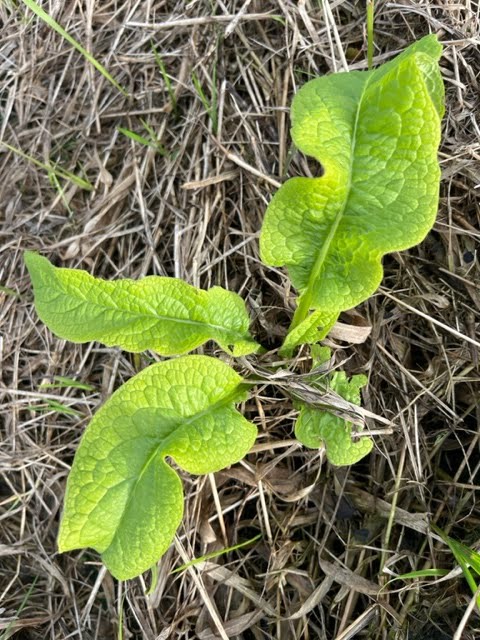 De Herborist van Aalden, Smeerwortel. Symphytum Officinale