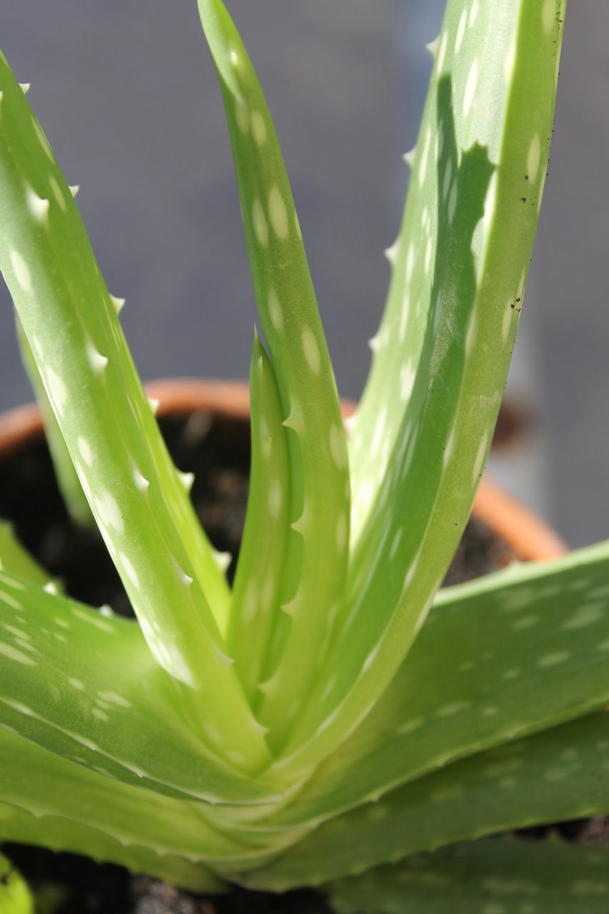 De Herborist van Aalden, Aloe Vera, rosacea