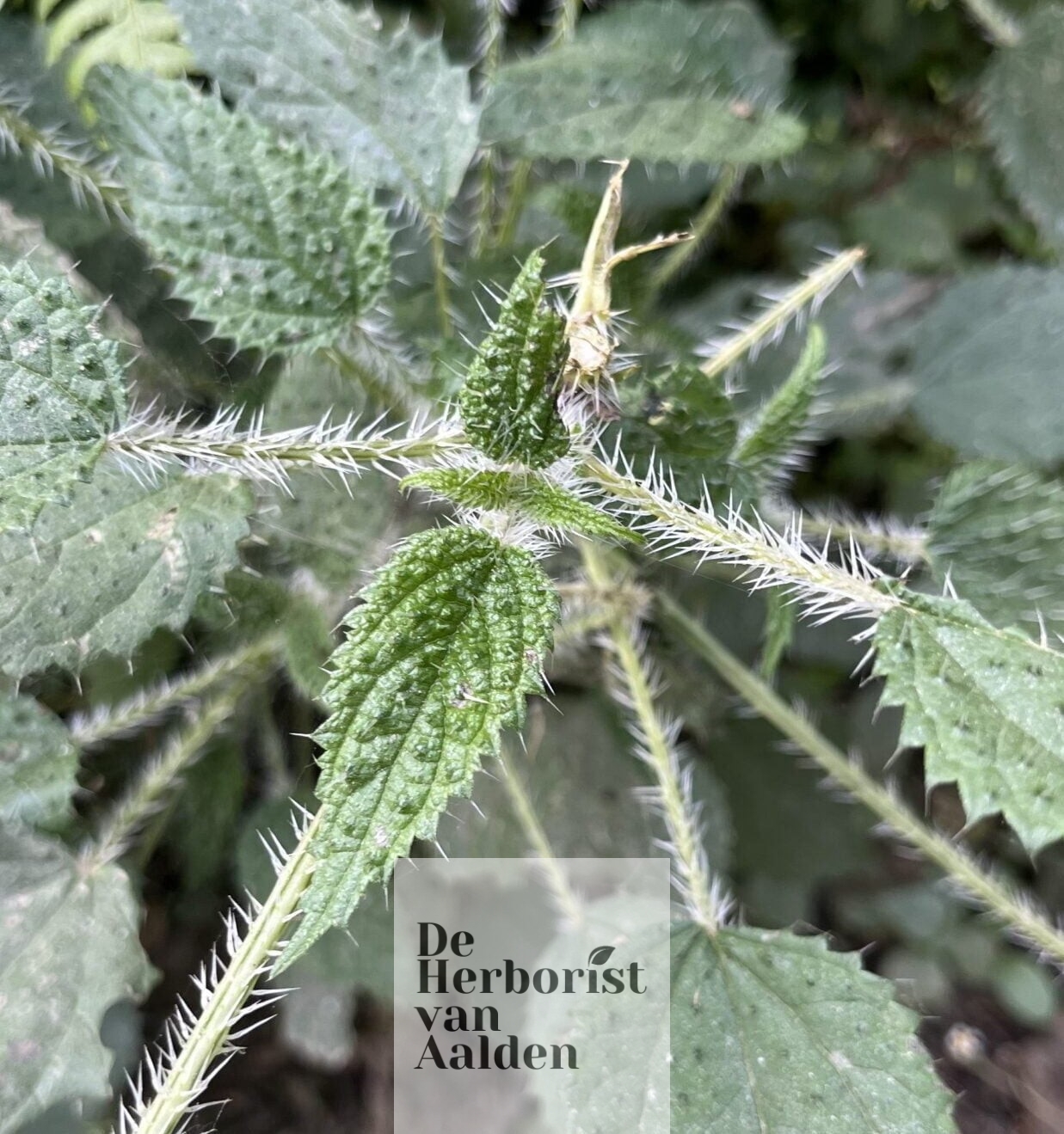 © De Herborist van Aalden. Nepal kruiden. Sishnu / Urtica dioica / Grote Brandnetel