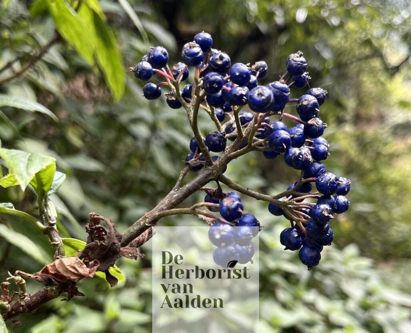 De Herborist van Aalden. Nepal kruiden. Dichroa febrifuga