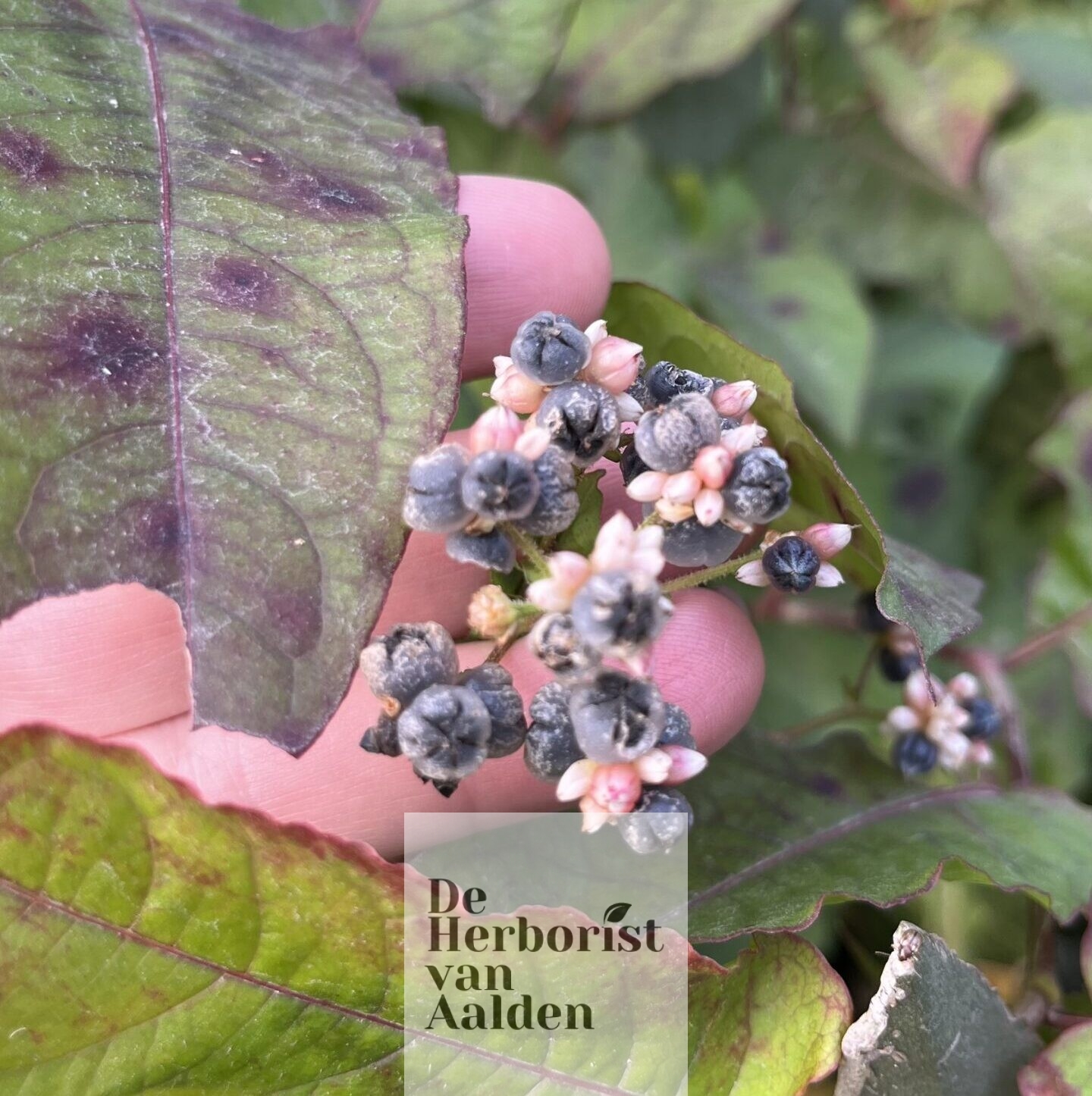 © De Herborist van Aalden. Nepal kruiden. Persicaria Chinensis