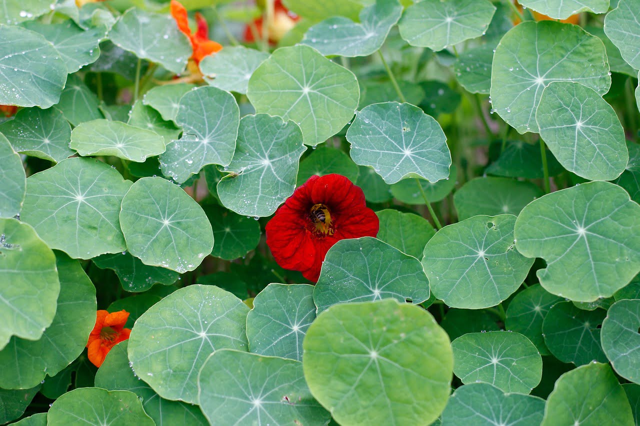 Copyright: De herborist van Aalden, Oost-Indische kers, Permacultuur