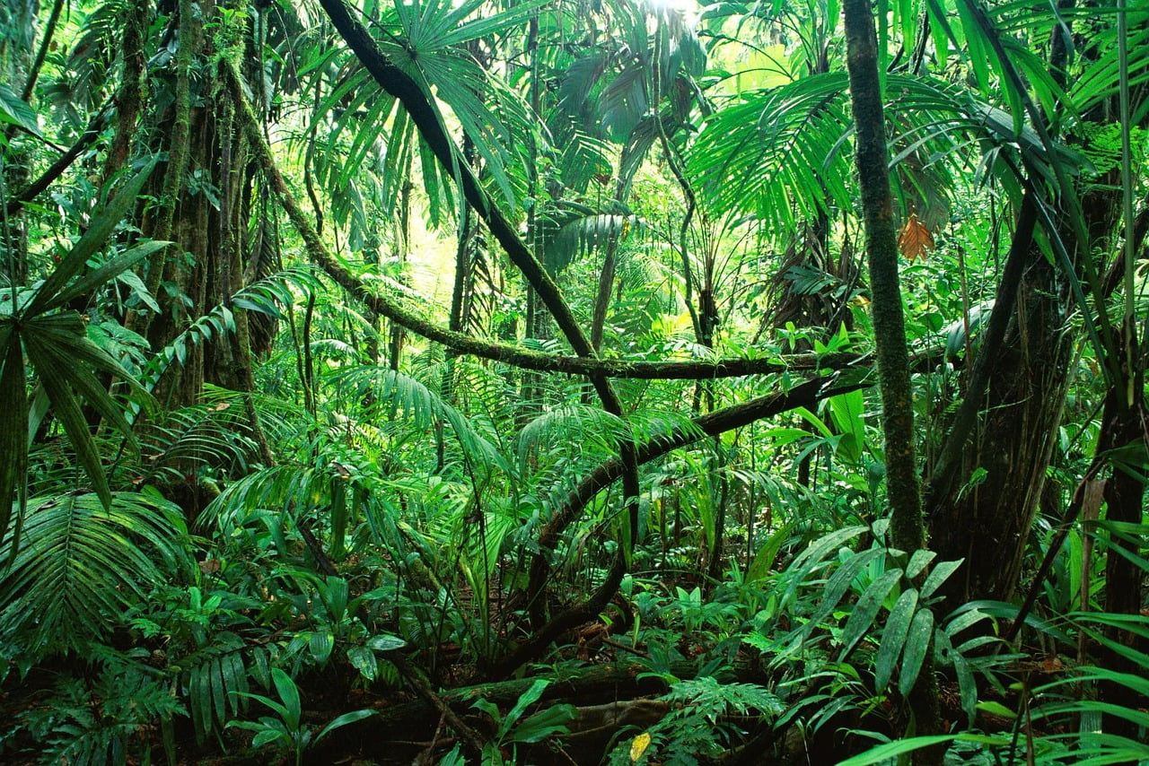 © De Herborist van Aalden. De natuur van de jungle