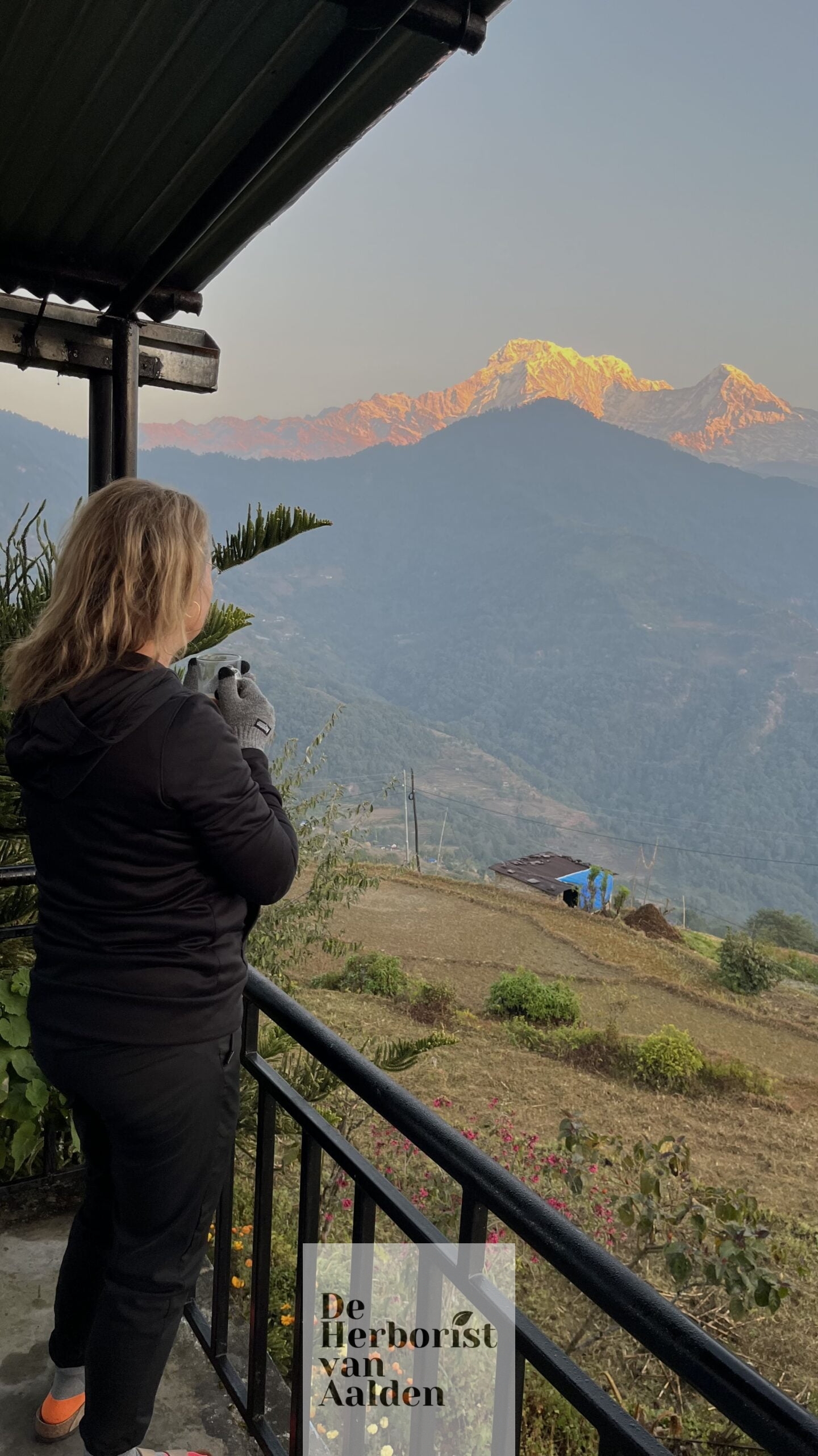 De Herborist van Aalden, gemberthee bij zonsopkomst in de Himalaya