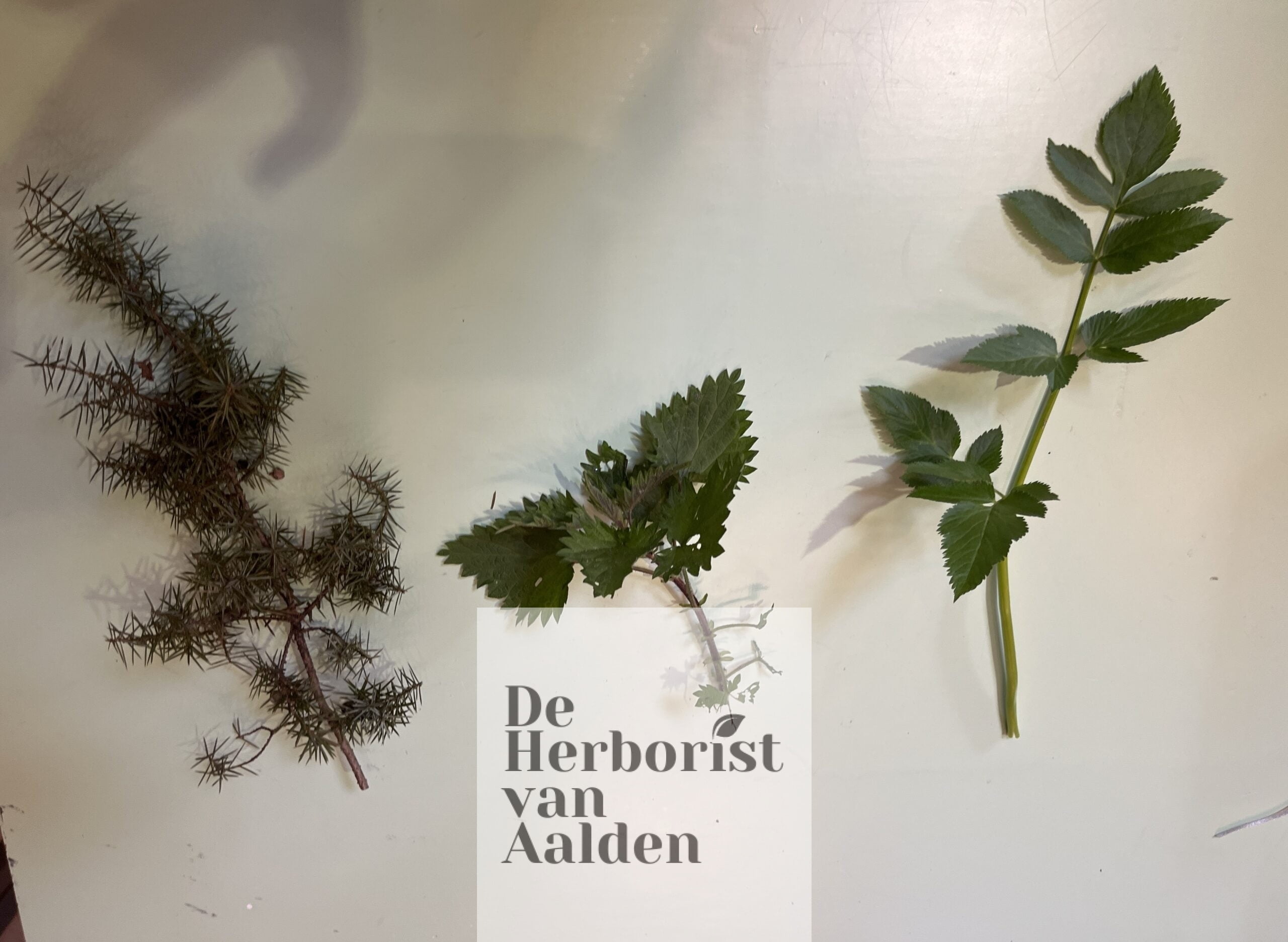 De Herborist van Aalden. vlnr jeneverbes, brandnetel, engelwortel