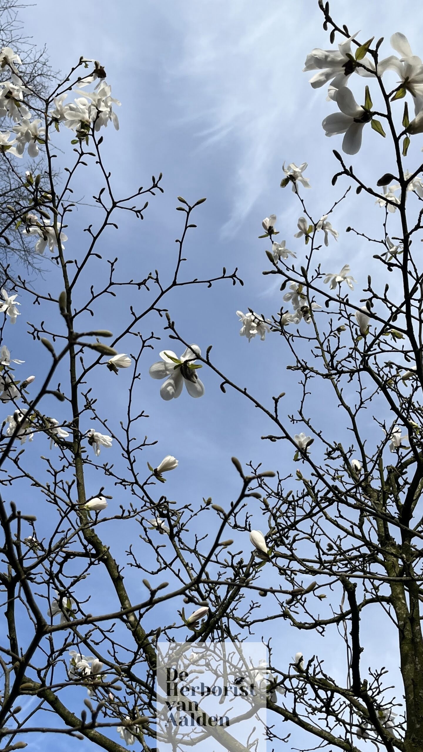 De Herborist van Aalden. De Magnolia