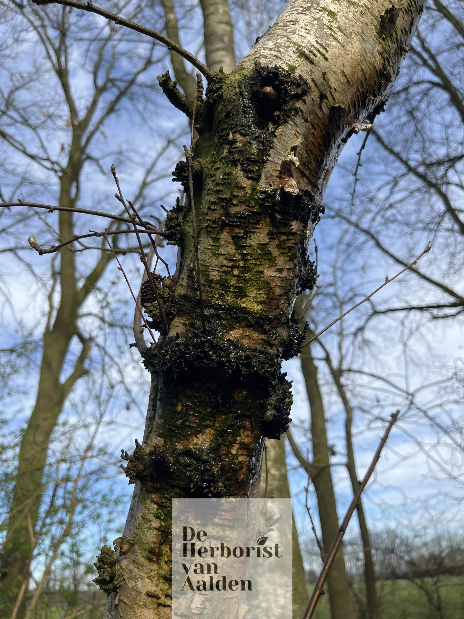 De Herborist van Aalden. De Witte Berk, Betula utilis