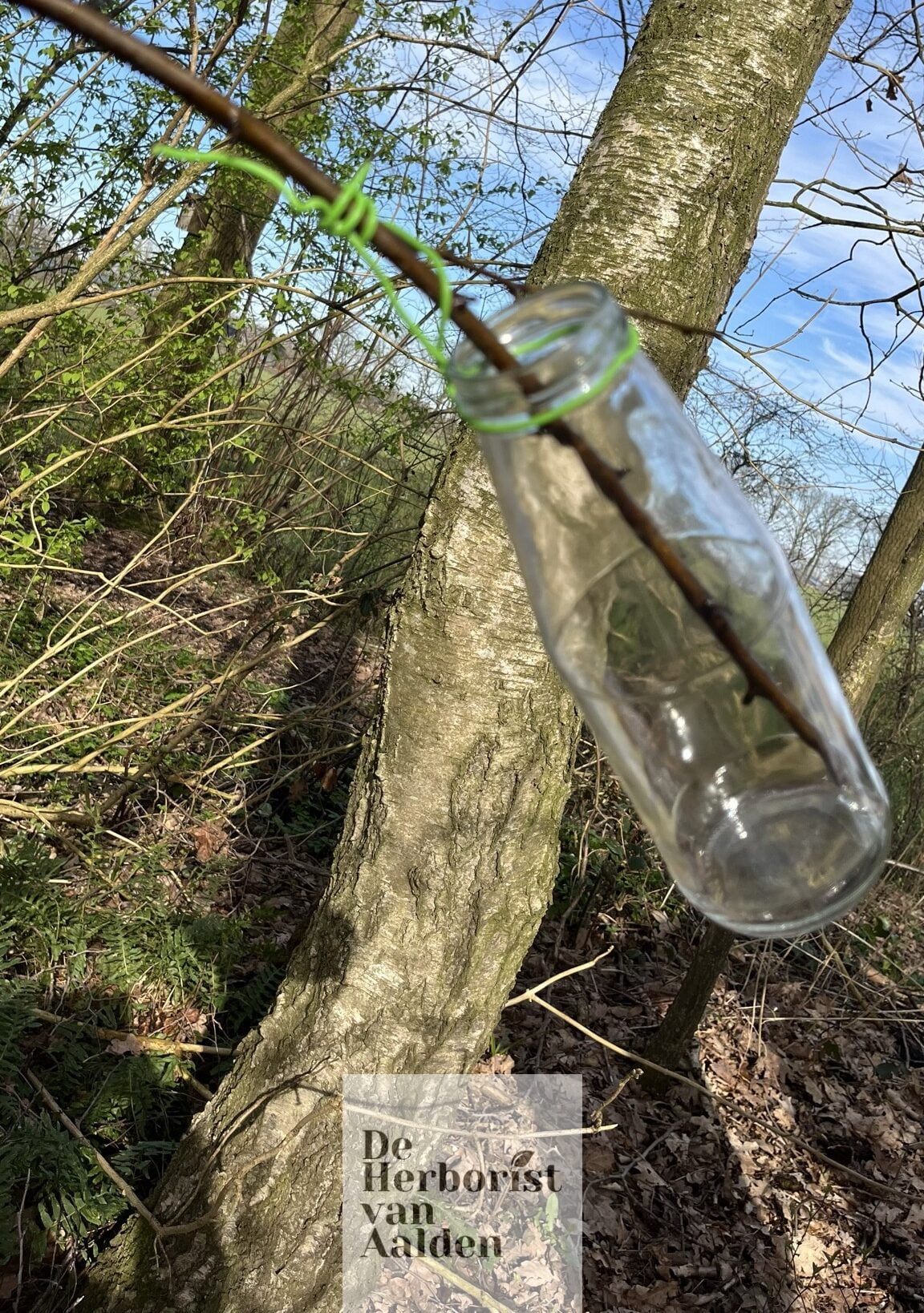 De Herborist van Aalden. De Witte Berk, Betula utilis aftappen