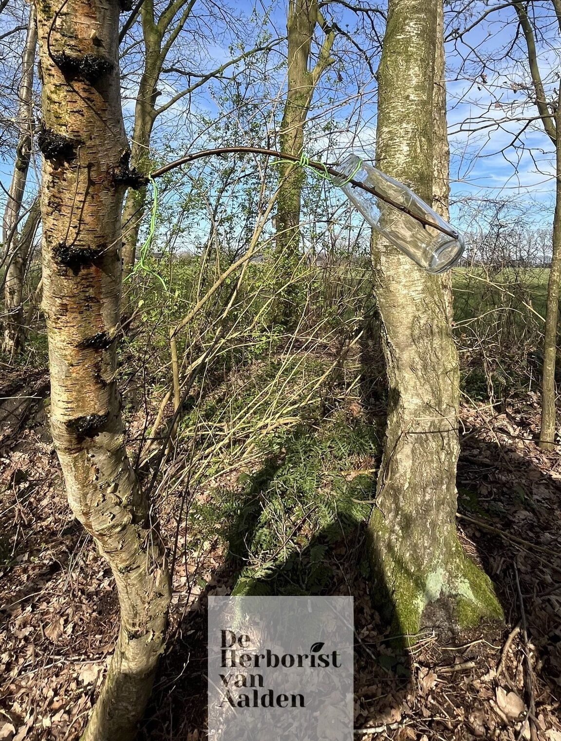 De Herborist van Aalden. De Witte Berk, Betula utilis aftappen 2