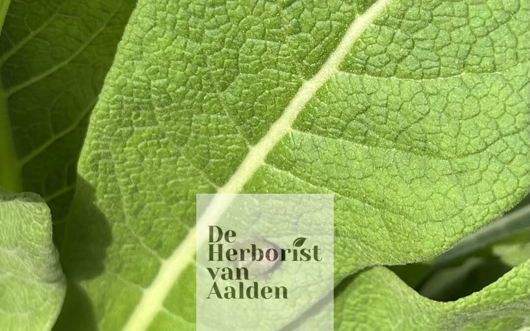 Tuinbezoek 1 Heerlijck Hopveld Velt-Gemert