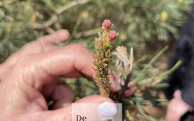 Over de heg 12: Hoestsiroop maken van de grove den