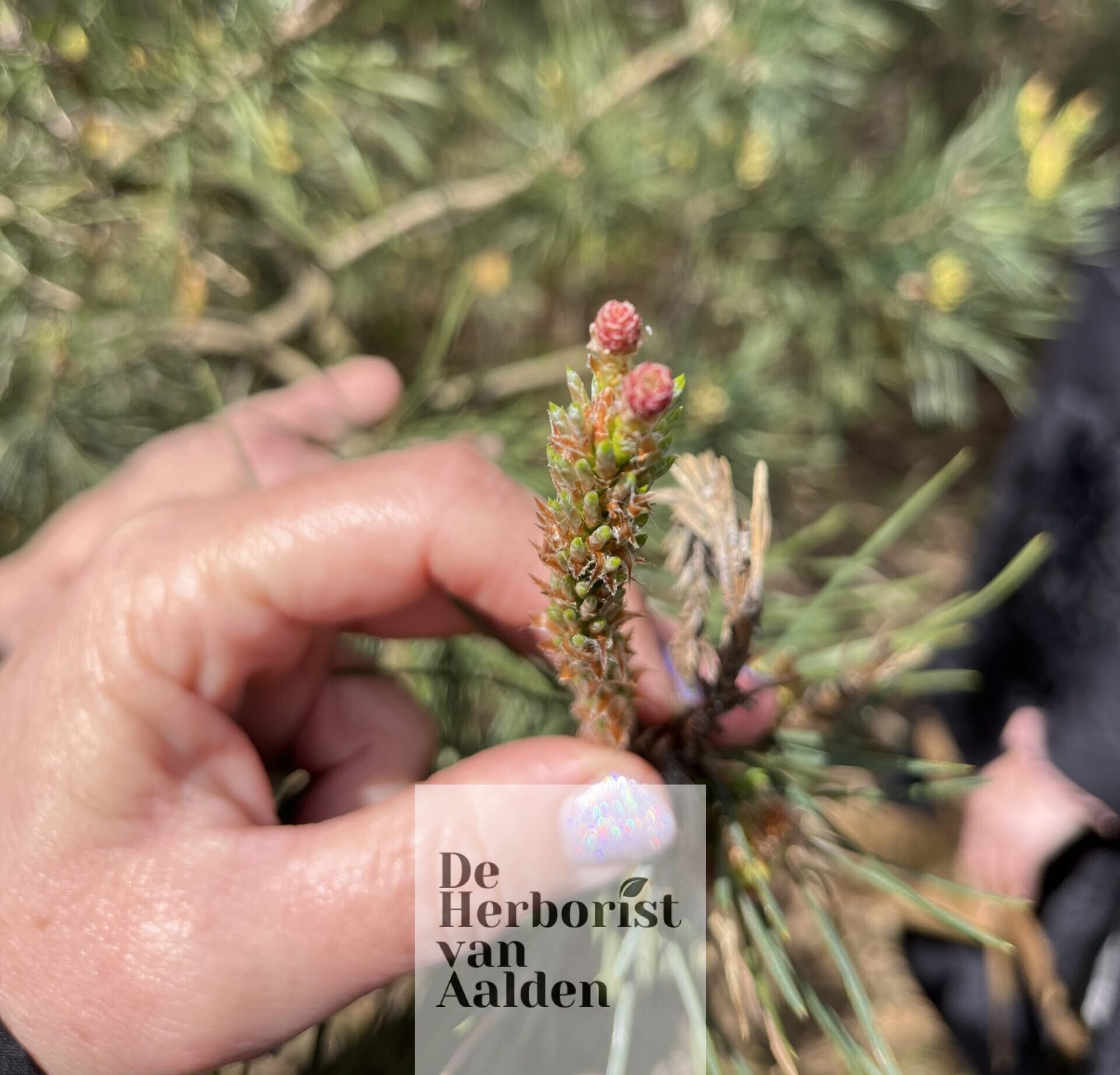 De Herborist van Aalden, dennensiroop de grove den