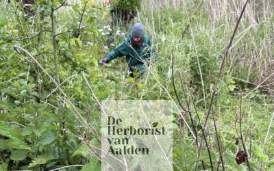 Tuinbezoek 4: De tuin van Weleda in Zoetermeer
