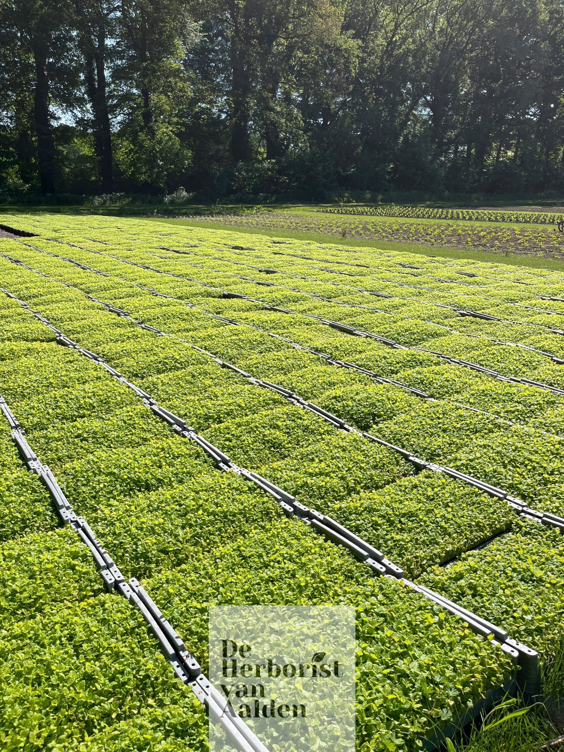 © De herborist van Aalden, Tijmplanten bij A. Vogel © De herborist van Aalden, Tijmplanten bij A. Vogel