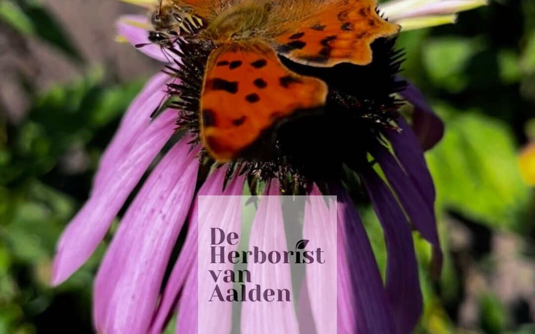 Stage jaar 2: In de tuinen van A. Vogel