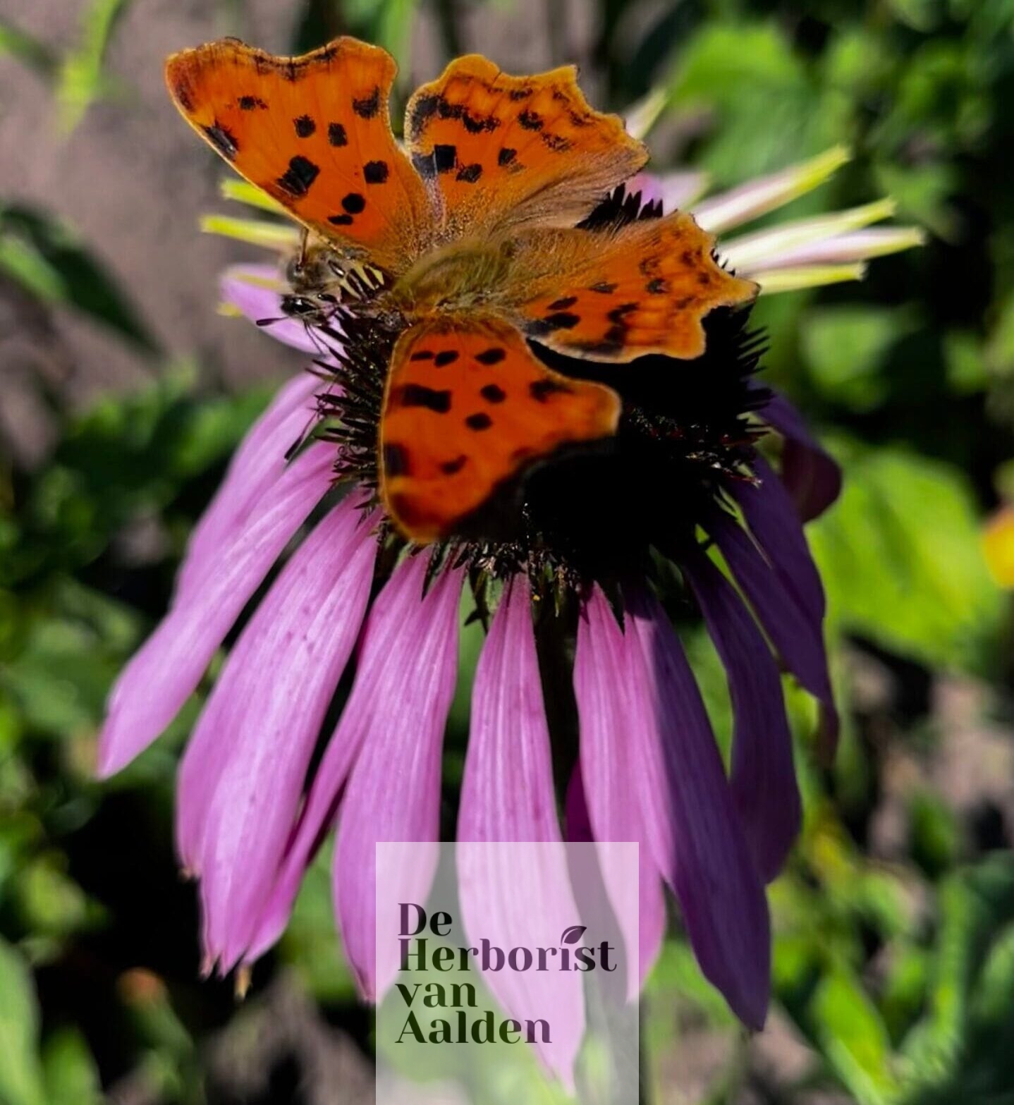 © De Herborist van Aalden. Echinacea A. Vogel © De Herborist van Aalden. Echinacea A. Vogel