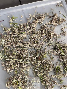 ©️De Herborist van Aalden Bijvoet Oogst