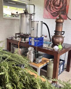 © De Herborist van Aalden Kim Voets Rozemarijn destilleren bij In de Koperen Ketel