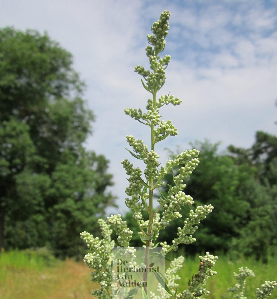 © De Herborist van Aalden. Artemisia Vulgaris